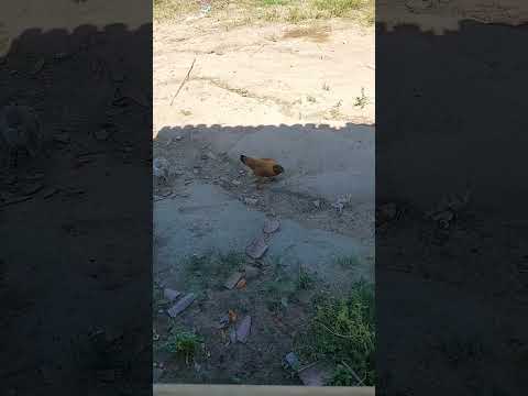 #tarde galerinha🫡🫡😉😊