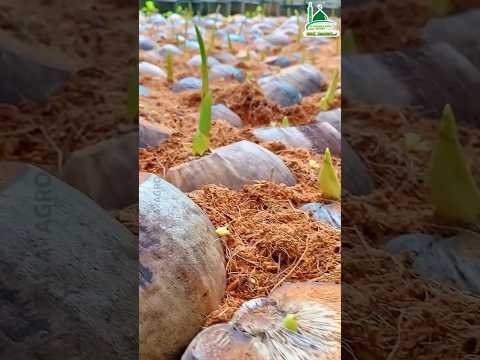 how to agriculture #pepperspray #farming #forageharvest #fruitcultivation #garden #farming101