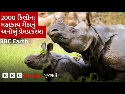 BBC Earth : એક શિંગડાવાળા ગેંડાનું અનોખું પ્રેમપ્રકરણ | Hidden world of <strong>rhino</strong> romance