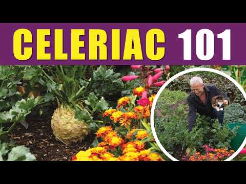 Seed to Harvest Celeriac through 7 Months (No Dig Guide)