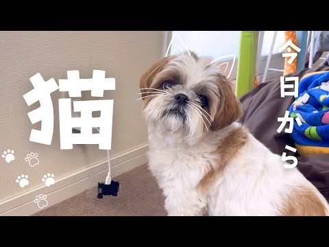 【シーズー】犬を辞めましたw w w【犬Vlog】