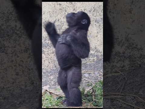 cute #gorilla 💕😆 #gorillatag #taipeizoo #金剛猩猩 #台北市立動物園 #zoo #shorts サムネイル