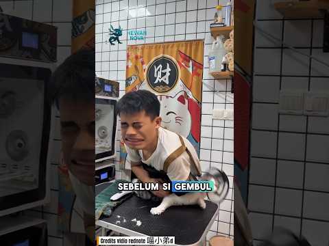 tenaga dari si gembul kali ini tidak main main guys. #shorts #kucing #kucingmarah