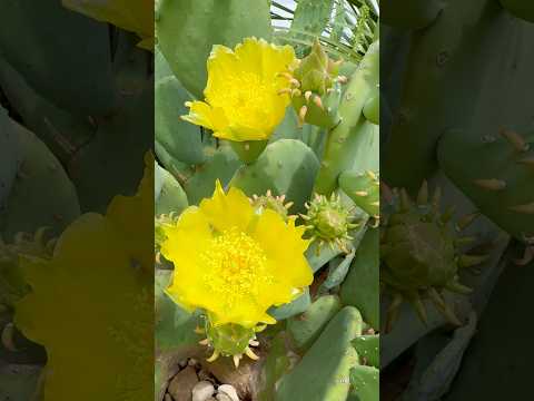 Це wow🤩цвітіння кактусів в дикій природі#кактус #flowers #nature #квіти #сад #shortvideo #short