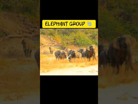 #elephant #wildlife #animals #trending #shortsviral #viral #short #video #youtubeshorts #jimcorbett