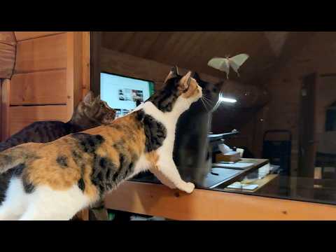 【森暮らし】夜の森に現れた妖精のような蛾に、猫たちが大興奮。八ヶ岳・初夏の夜