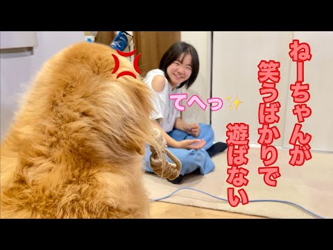 姉と遊びたいのに、中途半端な煮え切らない態度に疑いを持ちはじめた大型犬クッキー【ゴールデンレトリバーとミニチュアダックスフンド】