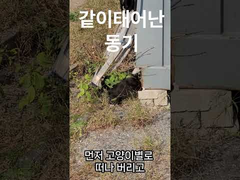 같이태어난동기 #길고양이 #고양이 #길양이