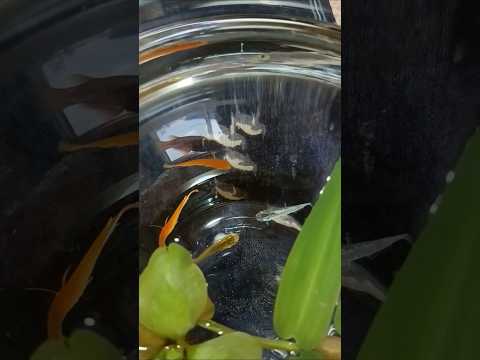 🐟メダカ元気夏も終わり冬越せるかな🤔🎵✨