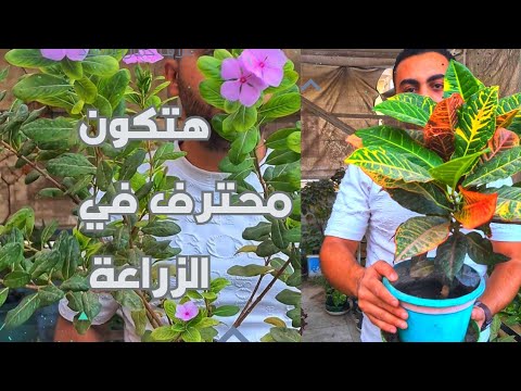 فيديو مهم جدا جدا للعناية ببعض النباتات 🌿🌸تسميد. تكاثر. الضوء المناسب. حجم الاصيص المناسب 🌿🌸