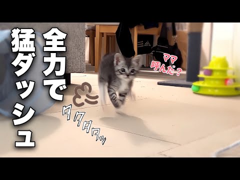 名前を呼ぶとママの所に猛ダッシュで駆け寄って来る子猫が可愛いw