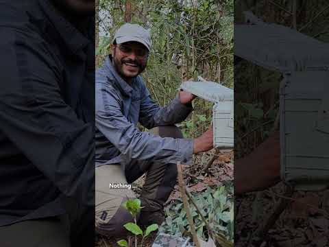 2024 Pictures of the Year photographer Prasenjeet Yadav shares how he photographed the black tiger