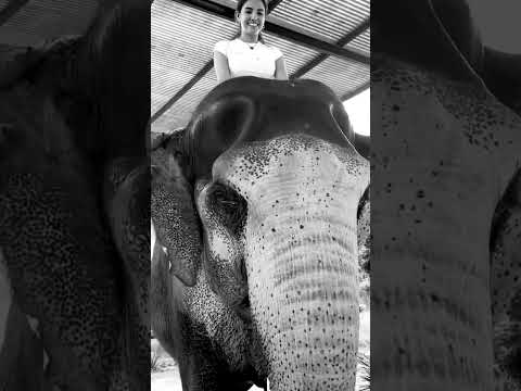 😱😱😱elephant enjoy activities with elephant fun park #shortvideo #elephant
