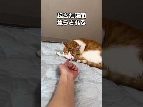 「届かないギリ届かない」猫あるあるソングの魅力と解説 サムネイル