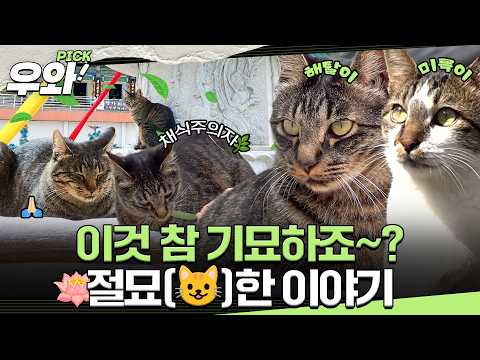 [#동물농장] 속세에서 벗어날 거 라냥....📿#우와비