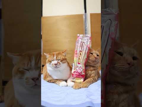 猫の動画サムネイル - ロールちゃん（ももクリーム＆もも果肉入りソース）　250805　#のせ猫　 #cat #cute #ネコ　 #ねこ #animals #kitten #pets #cutecat #funny