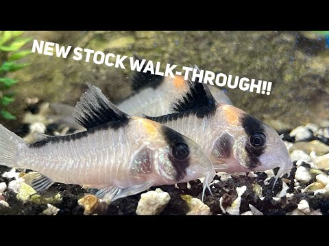 New Stock Walk-through 7-08-2023 🔔 Subscribe so you won't miss our next video_ https_//www.youtube.com/c/cunninghamcichlids
🛒 B