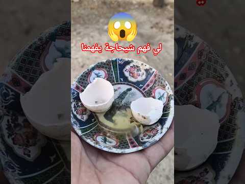 لي فهم شيحاجة يفهمنا معاه #explorepage #foryoureels #funnyvideo #usa #memes #animals #trend #jbala