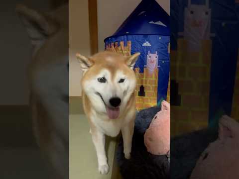 柴犬福と姉のユーモラスなやり取り｜癒しと笑顔をお届け サムネイル