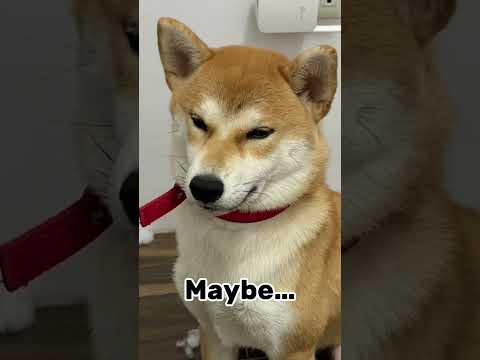 Busted! 🐾 🧸 #shiba #shibainu #dog #puppy #cute #theshibedoge