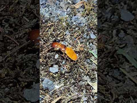 Pacific Dampwood Termite (Zootermopsis angusticollis) looking for a place to perhaps start a colony