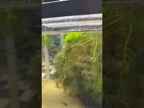 Vienna Guppy Fry #guppy #aquarium #fishtank #fish