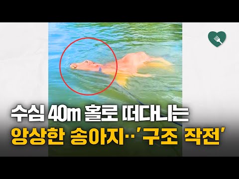 수심 40m 호수에 떠다니는 송아지 구조나선 사람들