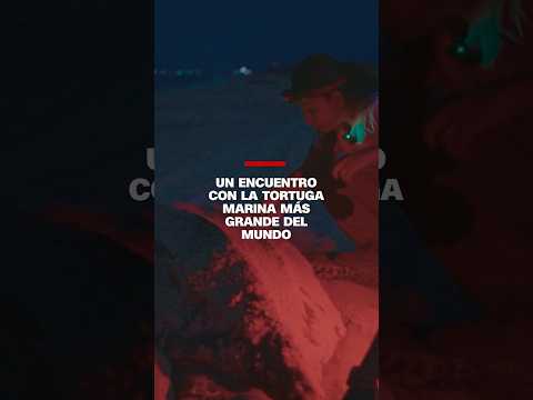 Un encuentro con la tortuga marina más grande del mundo