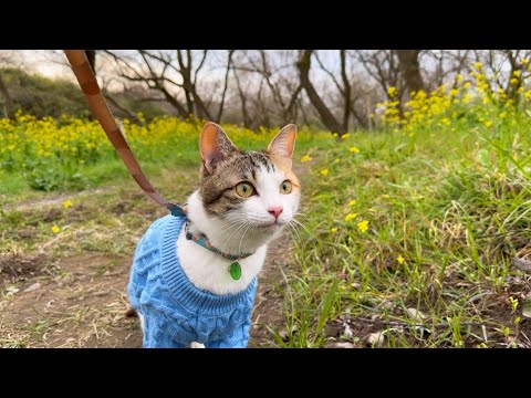 うみ と菜の花を見に行ったよ【ナウシカ】カリンバ演奏