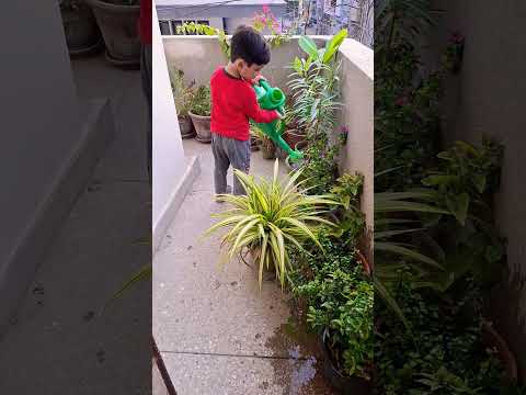 My lil bro loves gardning#gardening #garden #gardan #flowers #evning