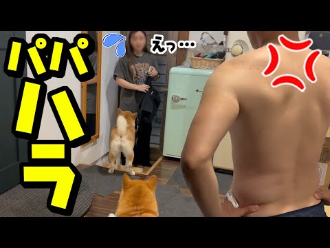 帰りが遅い娘を心配しパパが壊れましたwwwドン引きする柴犬 サムネイル