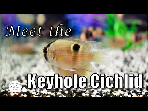 Meet the Keyhole Cichlid | Species Profile Meet the Keyhole Cichlid | Species Profile

In todays video we explore the slightly timid Keyhole Ci