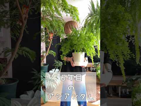 アジアンタムって難しい？ #観葉植物 #plants #ガーデニング