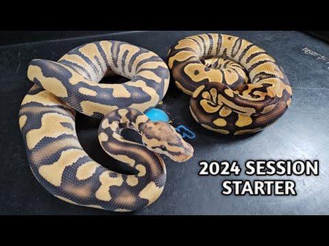 2024 Ball Python Season starter 2024 is a promising year, as I share new projects to kick off the year!!

#ballpython  #reptile #liv