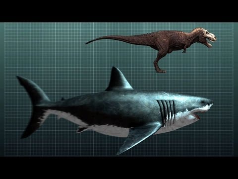 The Nightmarish Megalodon | Sharkzilla -- Shark Week 2012 - UCqOoboPm3uhY_YXhvhmL-WA