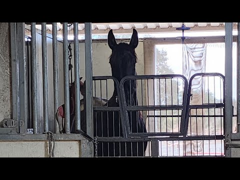 Falcao Farm Equestrian Duende's  birthday