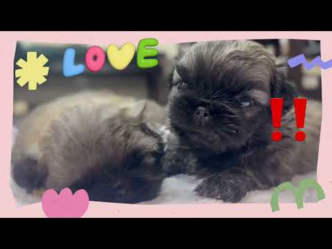 7月11日生まれのペキニーズ兄妹!