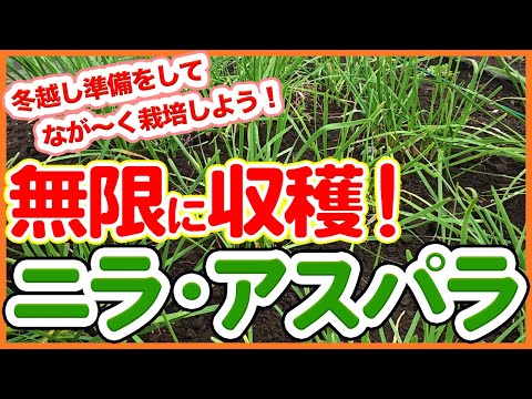 ニラ&アスパラを毎年元気に!冬越し前に絶対やるべき管理ポイントを徹底解説!【農園ライフ】【シェア畑】