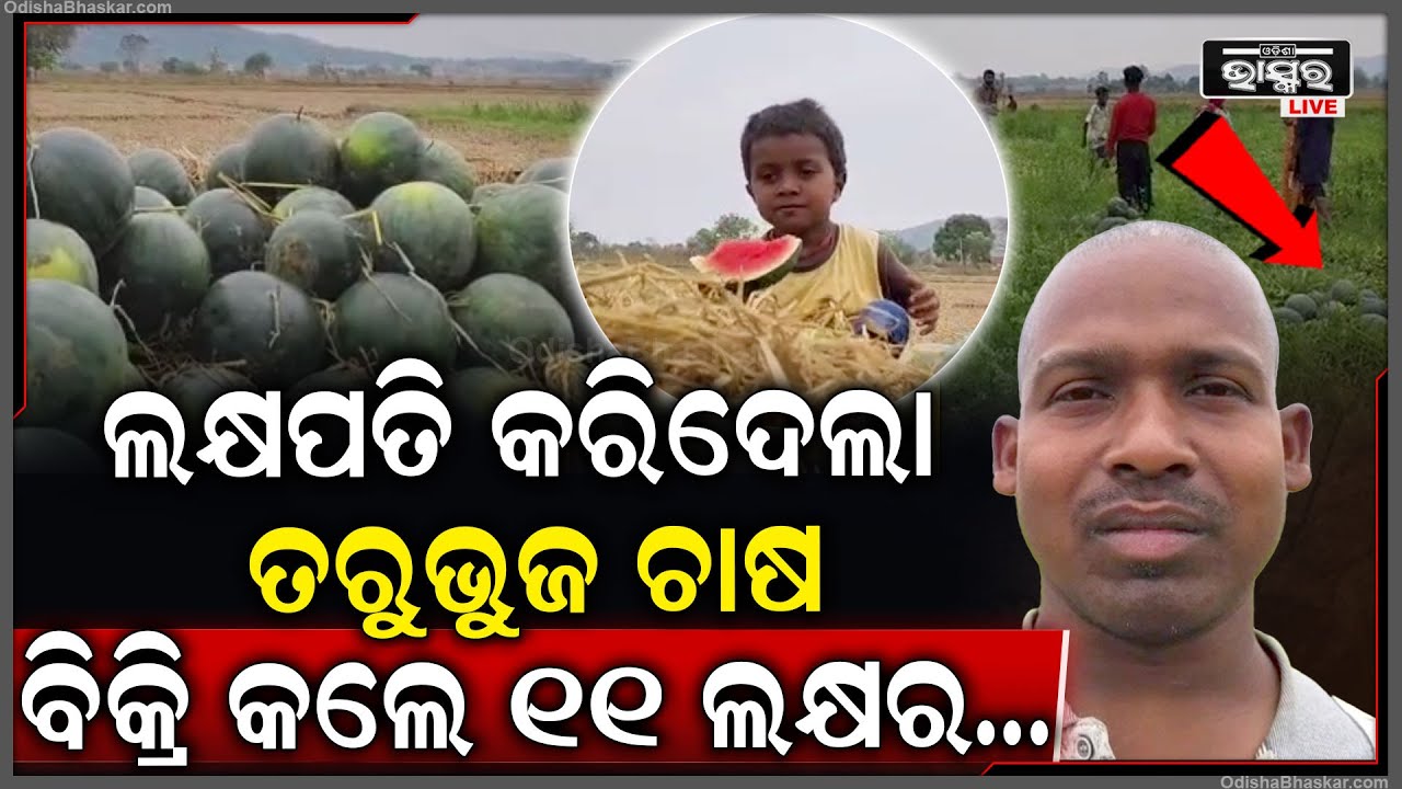 ଲକ୍ଷପତି କରିଦେଲା ତରୁଭୁଜ ଚାଷ, ଏବେ ଯାଏଁ ବିକ୍ରି କଲେଣି 11 ଲକ୍ଷର ମିଠା ତରୁଭୁଜ, ରାଜ୍ୟ ବାହାରୁ ଲାଗୁଚି ଗାଡି