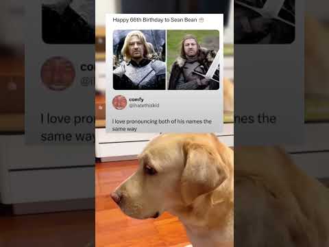 #memes #story #dog #shorts #pets