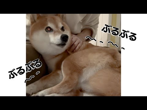 雷が怖くて震えながらママに助けを求める柴犬