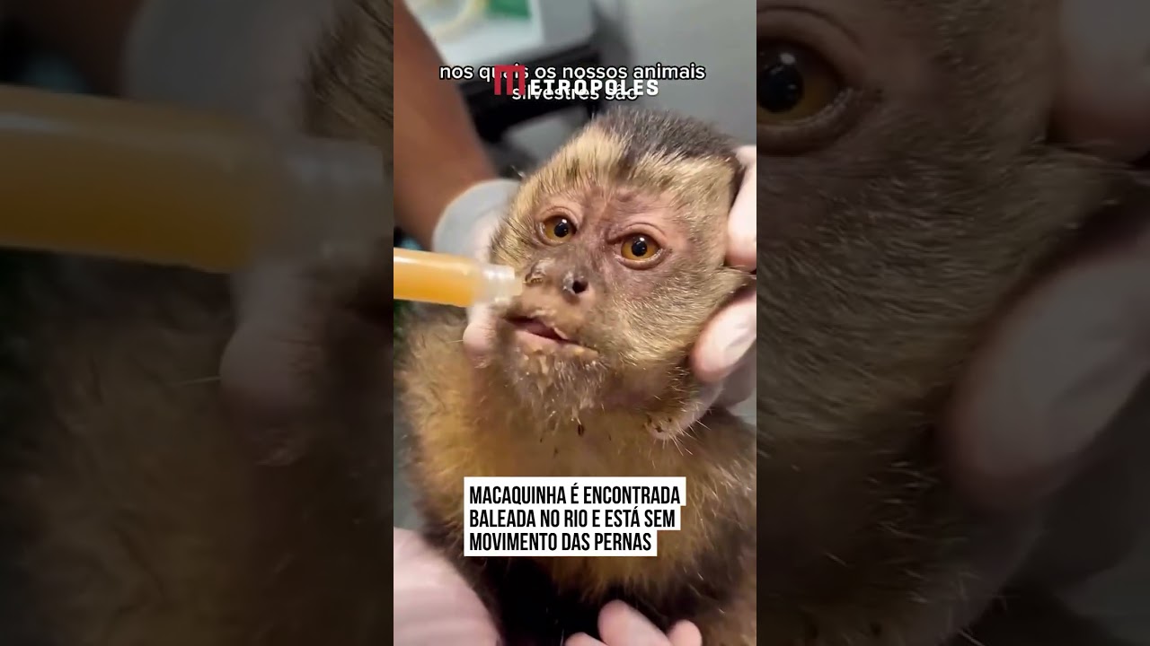 Macaquinha é encontrada baleada no Rio e está sem o movimento das pernas