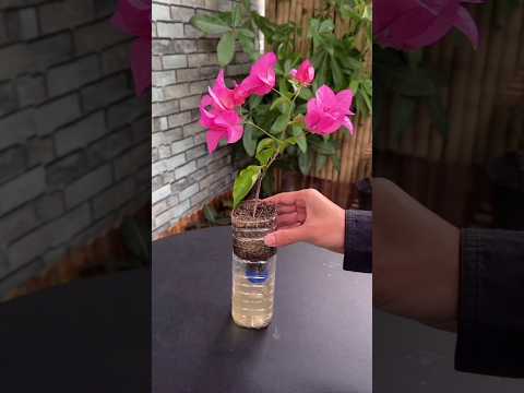Enraizamento de galho de buganvília #garden #planta #plantinhas