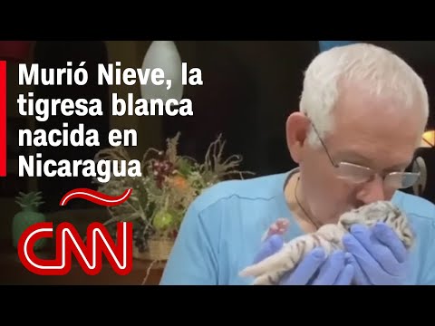 ¡Adiós Nieve!, muere la pequeña tigresa blanca nacida en Nicaragua