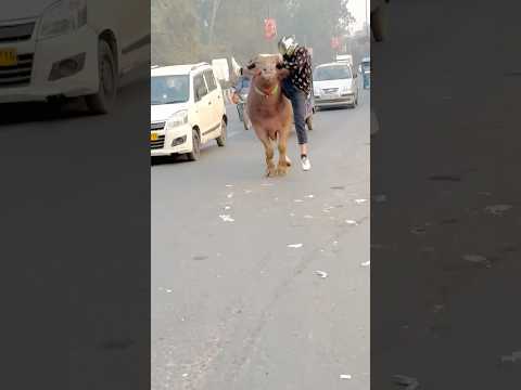 Ye kya hoga😱 #cow #bull #animals #cowvideos #driving #cows #cowboys #attitude #shorts #popular #yt