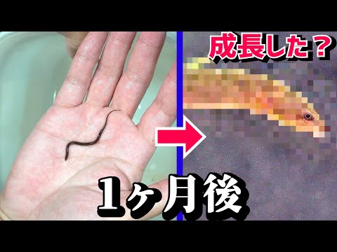 小さなウナギのような生物育てて１ヶ月経ちました。