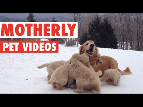 Sweet Motherly Pets Compilation 2016 - UCPIvT-zcQl2H0vabdXJGcpg