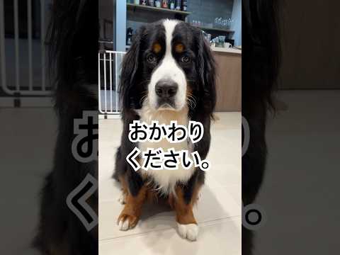 夏野菜食べたよ🥒🍅 #バーニーズマウンテンドッグ #大型犬