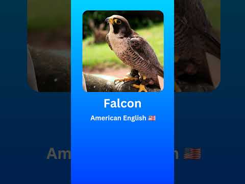 How to Pronounce Falcon (American English 🇺🇲) #2024 #language #pronunciation #English #Falcon