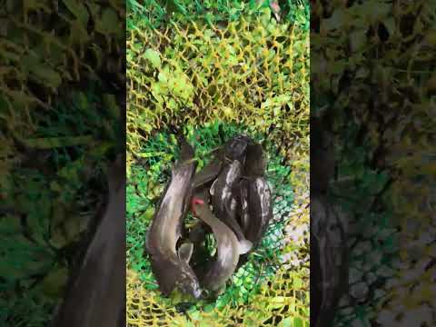 วันนี้กับข้าวเที่ยงเราไม่ต้องซื้อจ้า.. #เลี้ยงปลาในคลองไส้ไก่ #เกษตรผสมผสาน #canal #nature